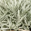 Lavandula (Lavendel)