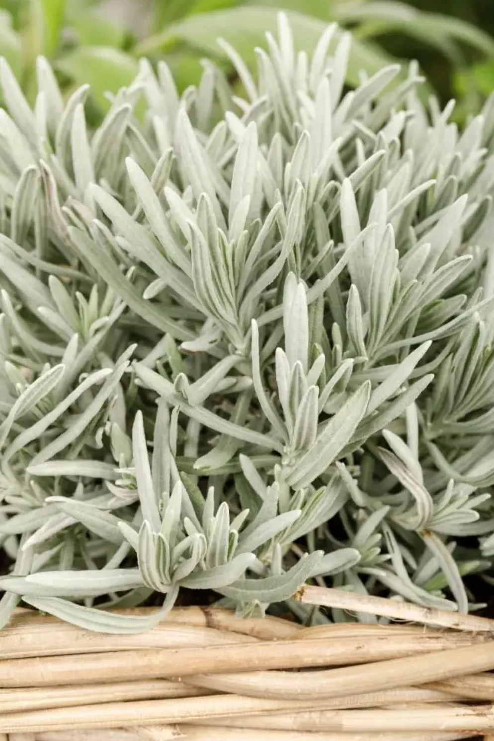 Lavandula (Lavendel)