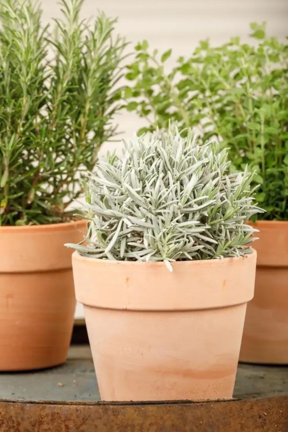 Lavandula (Lavendel)
