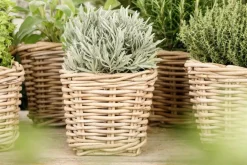 Lavandula (Lavendel)