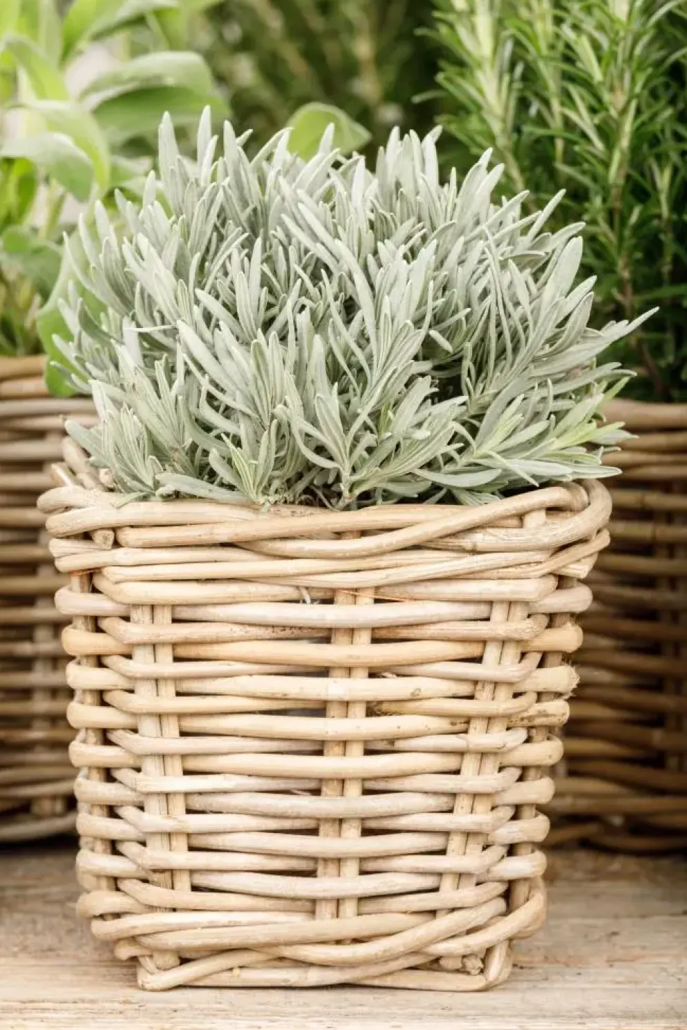 Lavandula (Lavendel)