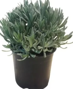 Lavandula (Lavendel)