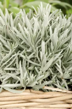 Lavandula (Lavendel)