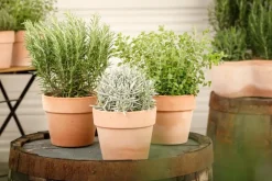 Lavandula (Lavendel)