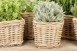 Lavandula (Lavendel)