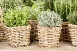Lavandula (Lavendel)