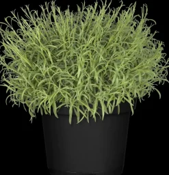 Lavandula (Lavendel)