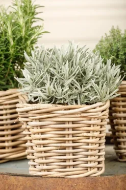 Lavandula (Lavendel)