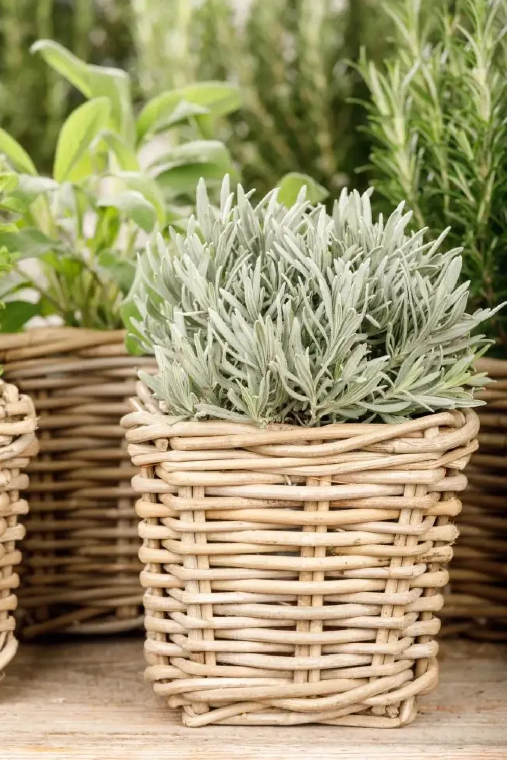 Lavandula (Lavendel)