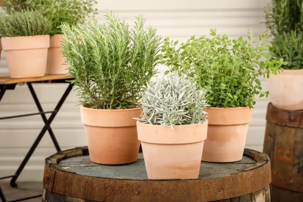 Lavandula (Lavendel)