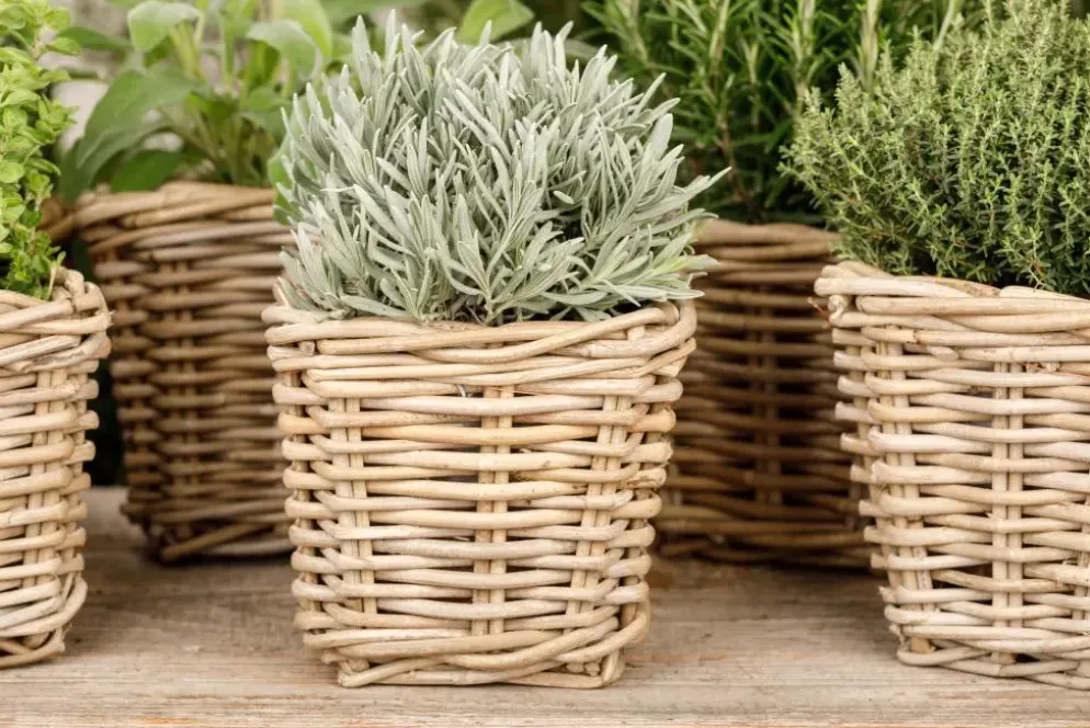Lavandula (Lavendel)