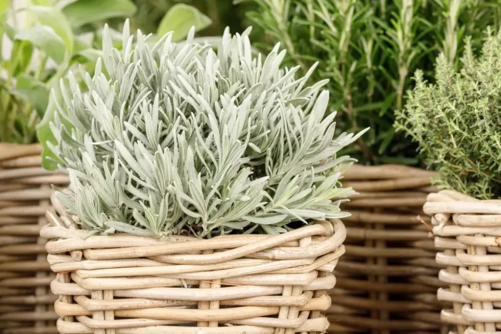 Lavandula (Lavendel)