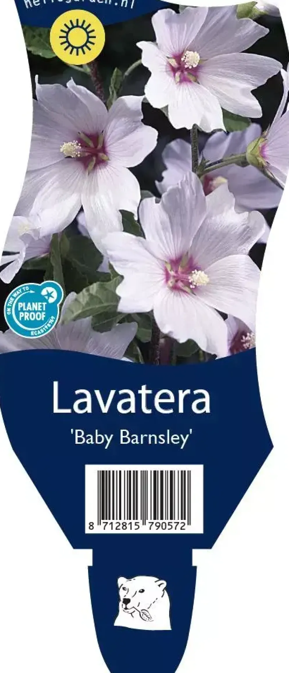 Lavatera 'Baby Barnsley' (Struikmalva)