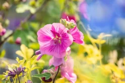 Lavatera 'Burgundy Wine' (Lavatera)
