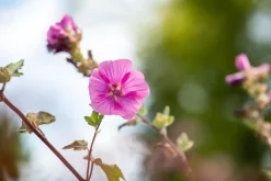 Lavatera 'Burgundy Wine' (Lavatera)