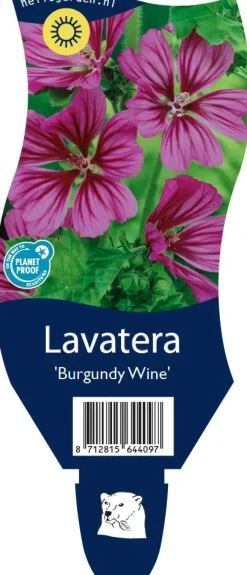Lavatera 'Burgundy Wine' (Lavatera)