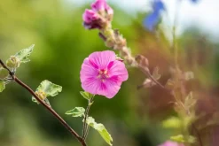 Lavatera 'Burgundy Wine' (Lavatera)