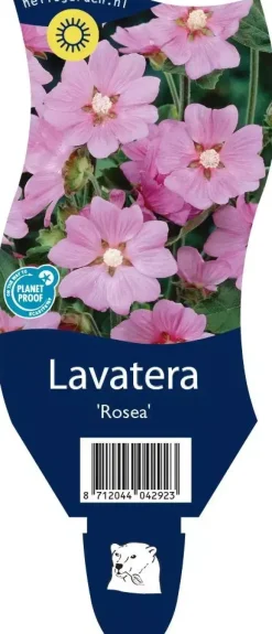 Lavatera 'Rosea' (Lavatera)