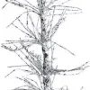 Lemax christmas bristle tree boom 2017