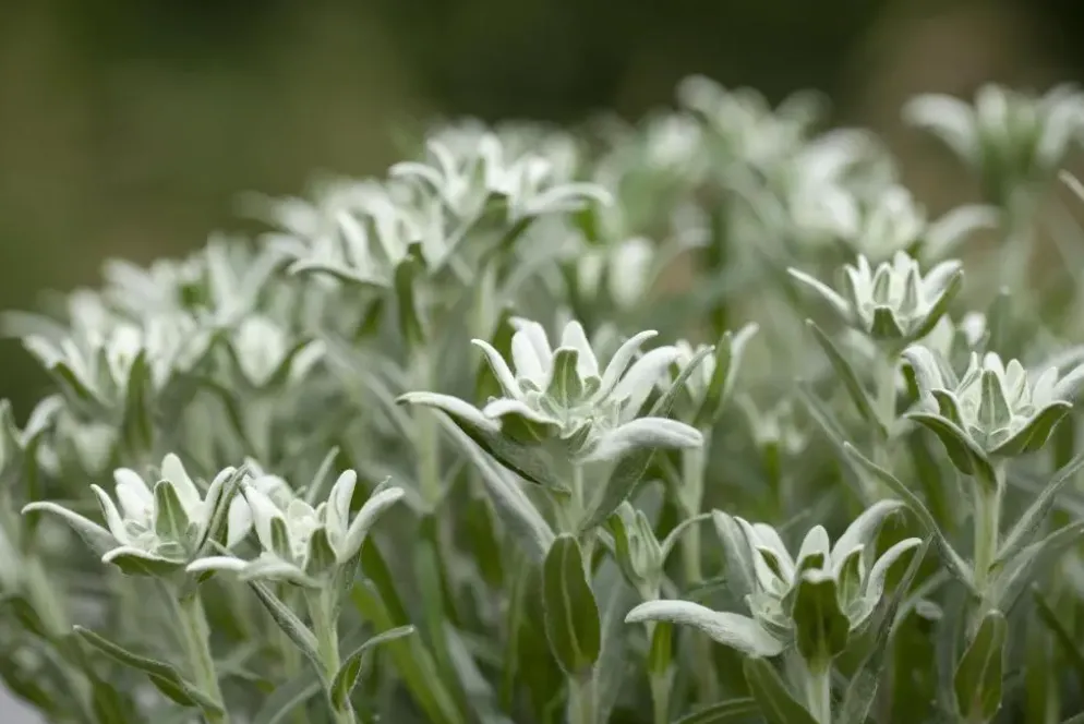 Leontopodium (Edelweiss)