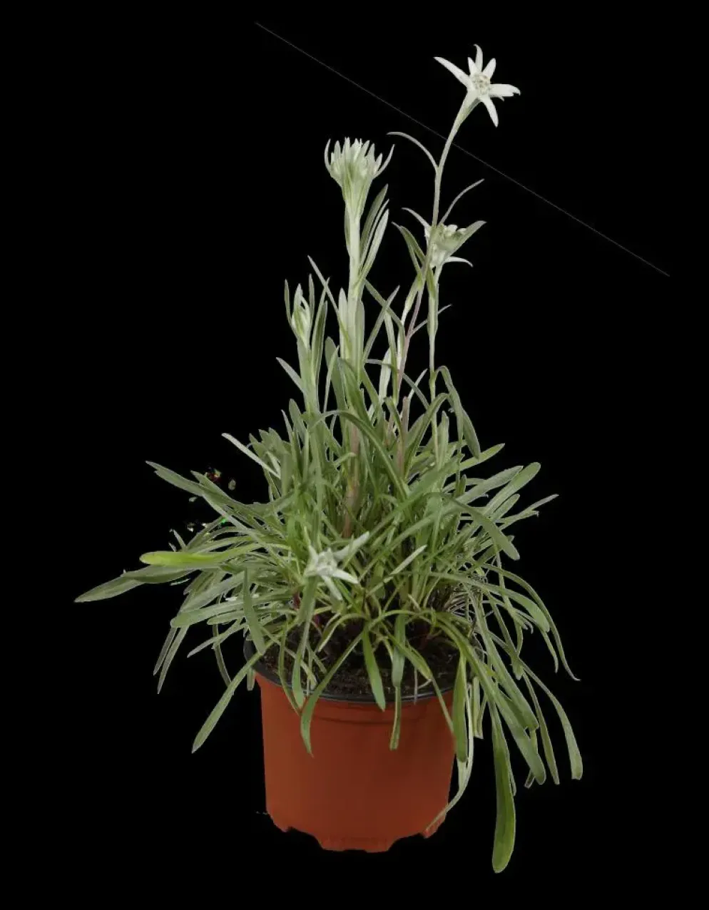 Leontopodium (Edelweiss)