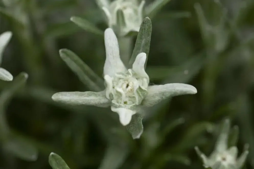 Leontopodium (Edelweiss)