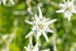 Leontopodium (Edelweiss)