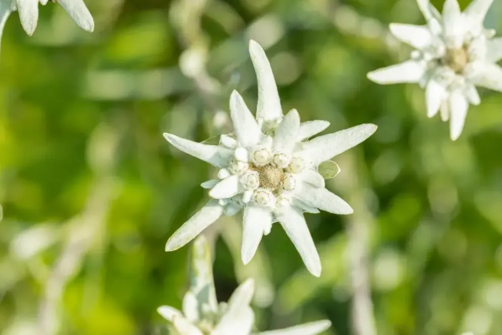 Leontopodium (Edelweiss)