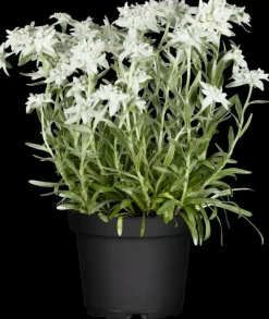 Leontopodium (Edelweiss)