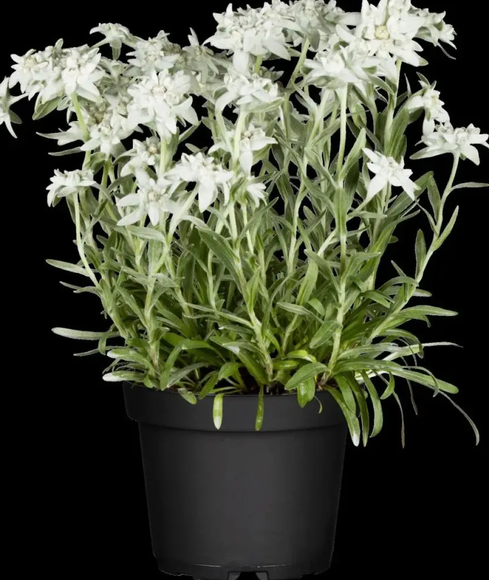 Leontopodium (Edelweiss)