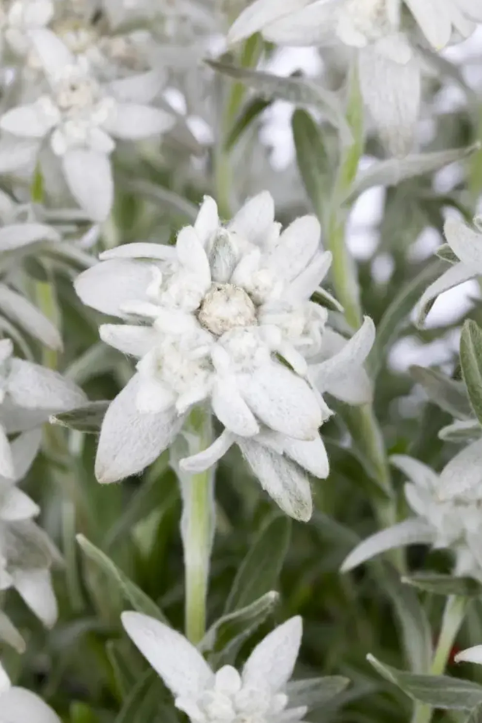 Leontopodium (Edelweiss)