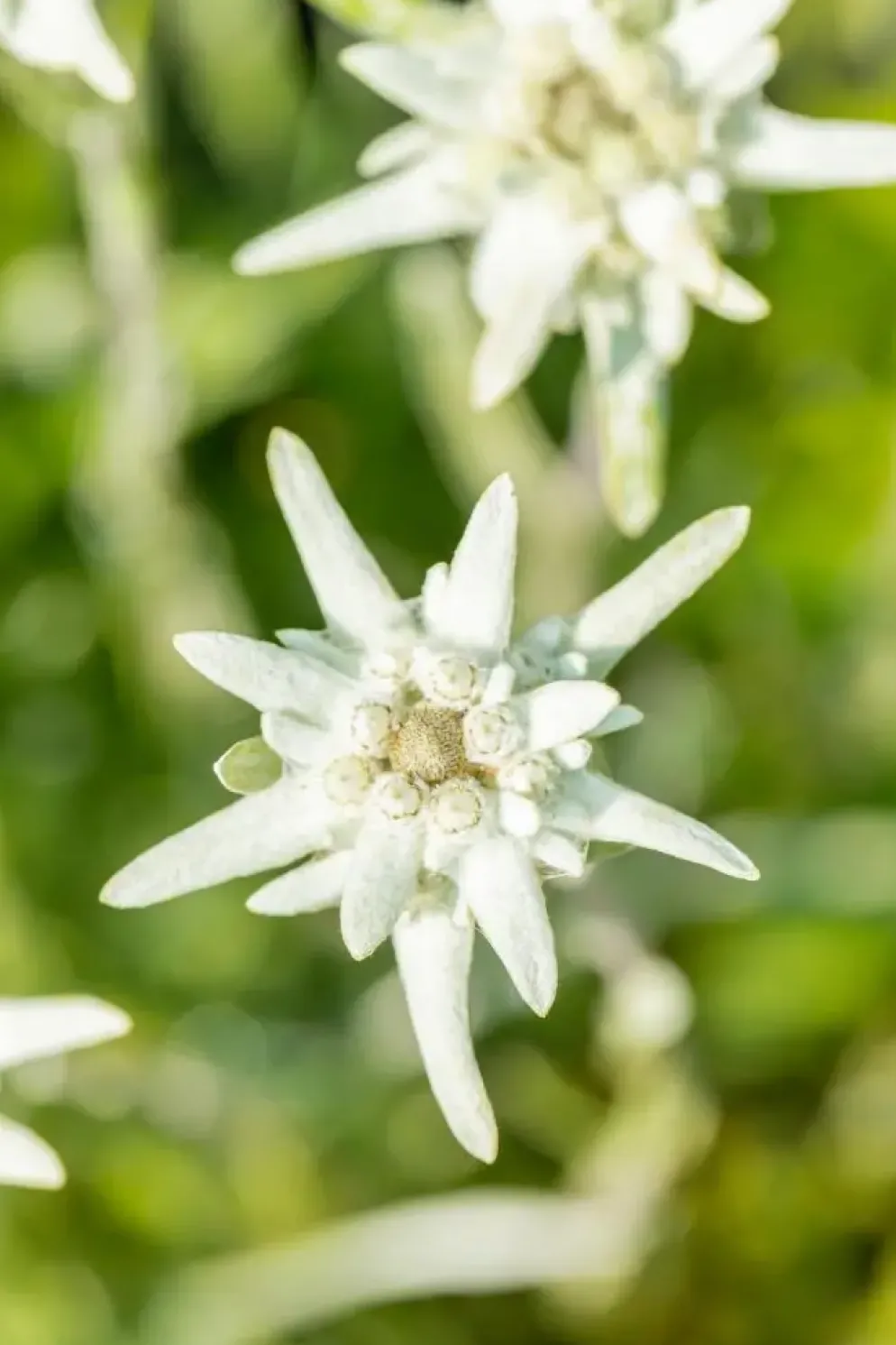 Leontopodium (Edelweiss)