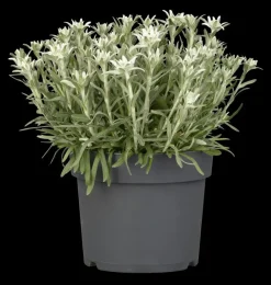 Leontopodium (Edelweiss)