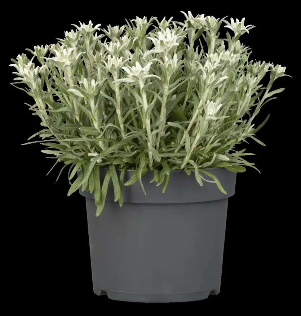Leontopodium (Edelweiss)
