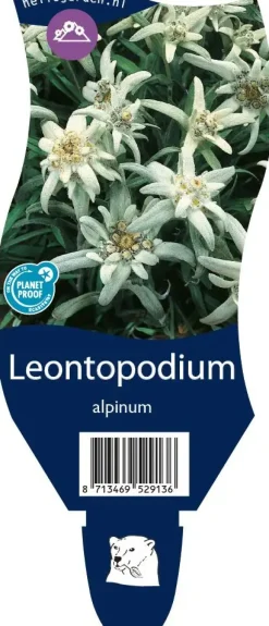 Leontopodium (Edelweiss)