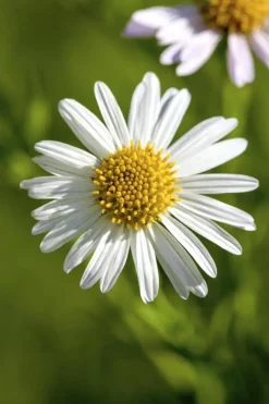 Leucanthemum vulgare (Gewone Martgriet)