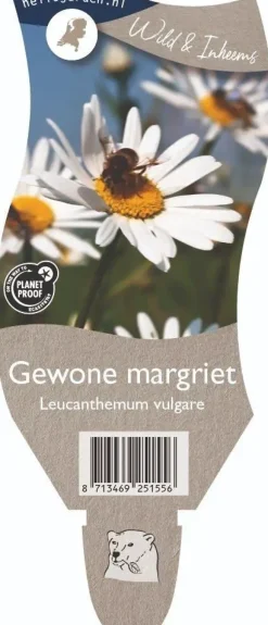 Leucanthemum vulgare (Gewone Martgriet)