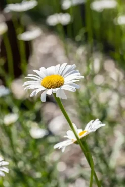 Leucanthemum vulgare (Gewone Martgriet)