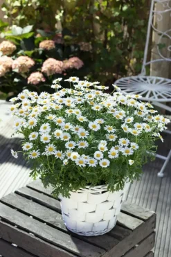 Leucanthemum vulgare (Gewone Martgriet)