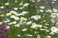 Leucanthemum vulgare (Gewone Martgriet)