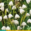 Leucojum aestivum 10 stuks