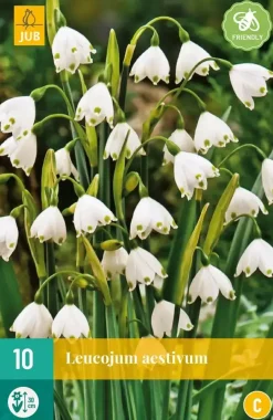 Leucojum aestivum 10 stuks