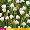 Leucojum aestivum 20 stuks