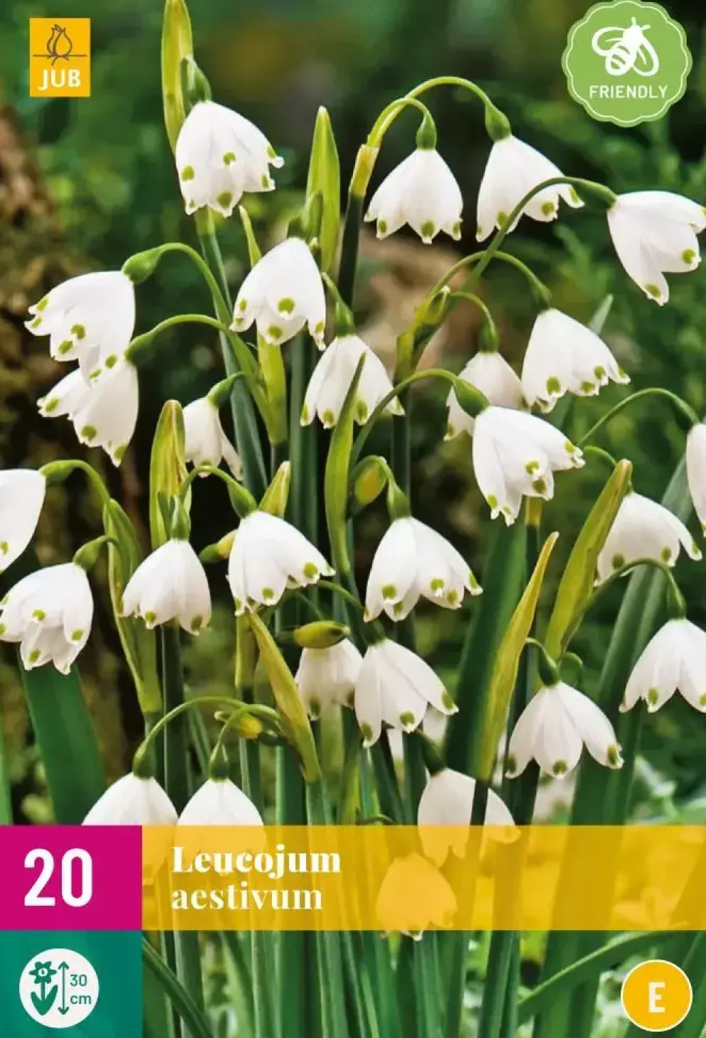 Leucojum aestivum 20 stuks