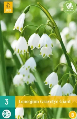 Leucojum Gravetye Giant 3 stuks