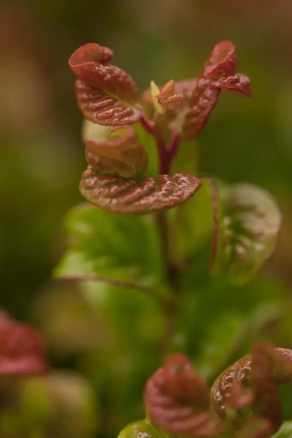Leucothoe axillaris 'Curly Red'® (Leucothoe 'Curly Red')