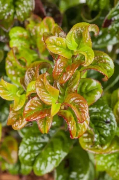 Leucothoe axillaris 'Curly Red'® (Leucothoe 'Curly Red')