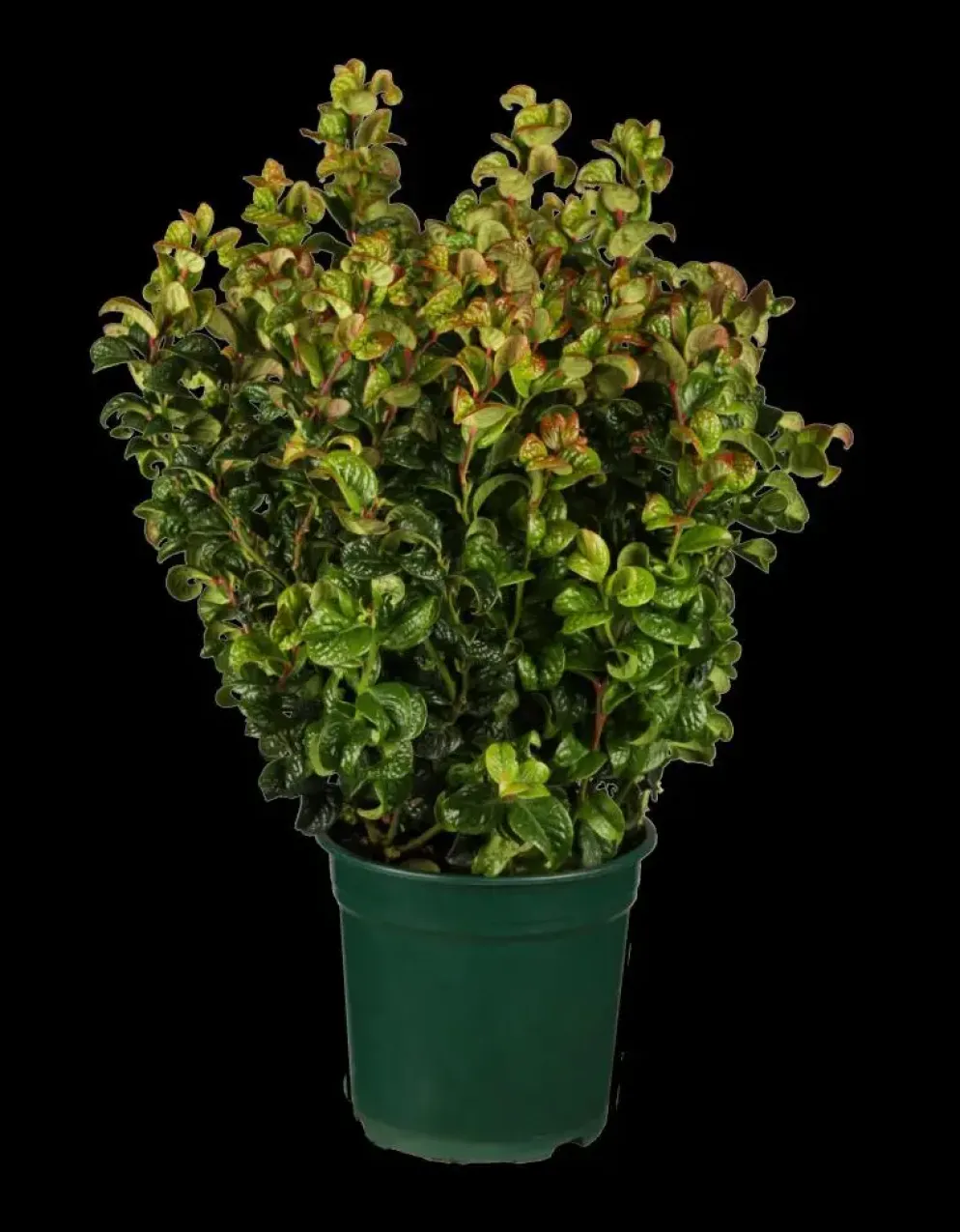 Leucothoe axillaris 'Curly Red'® (Leucothoe 'Curly Red')