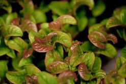 Leucothoe axillaris 'Curly Red'® (Leucothoe 'Curly Red')