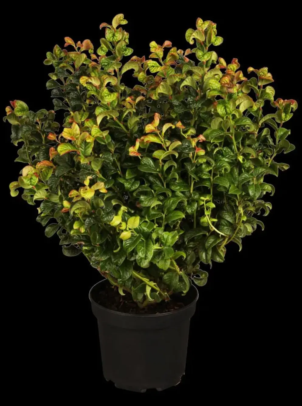 Leucothoe axillaris 'Curly Red'® (Leucothoe 'Curly Red')